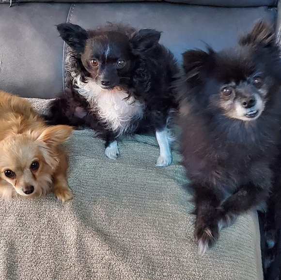 Wool ladies blazer / Jacket Plus size 20W JG Hooks - Picture 11 of 11